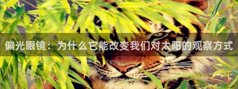 卧龙凤雏娱乐版