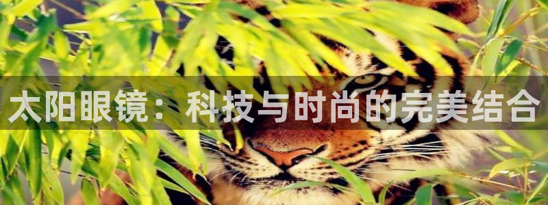 卧龙娱乐总代理是谁呀